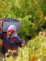 Viñateros advierten que el impuesto al vino "minará" la industria local