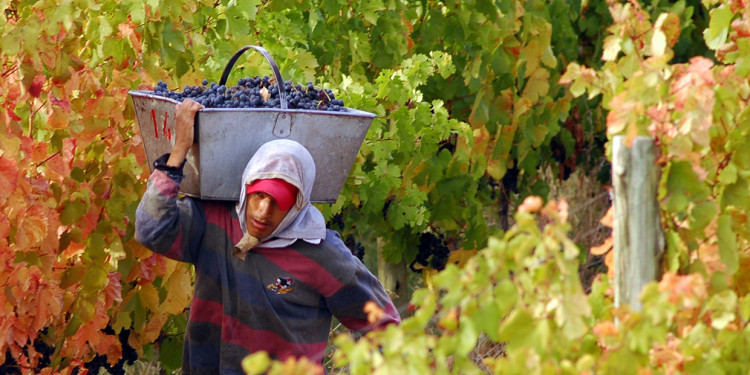 Viñateros advierten que el impuesto al vino "minará" la industria local