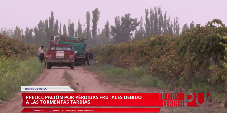 Bajará la producción frutícola por la floración tardía y las intensas lluvias