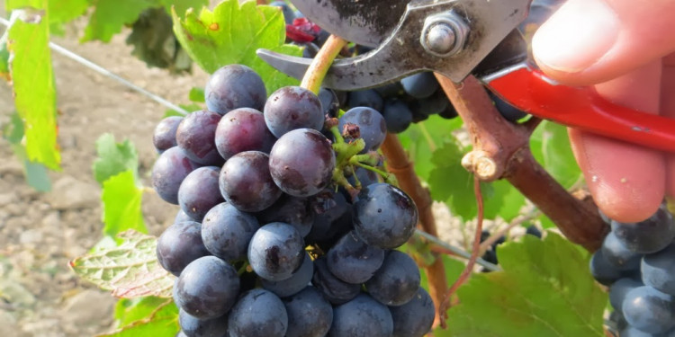 Balance y desafíos de la industria vitivinícola