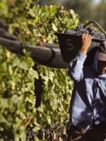 Productores del Este criticaron que el 25% de la uva deba destinarse a mosto