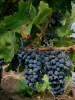 Bajó el 9 por ciento la cosecha de uva en Mendoza
