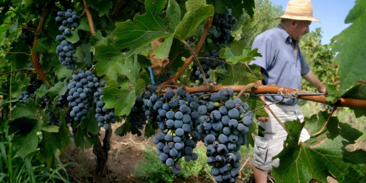 Bajó el 9 por ciento la cosecha de uva en Mendoza