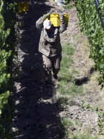Obreros de la viña, el eslabón más olvidado de la cadena productiva