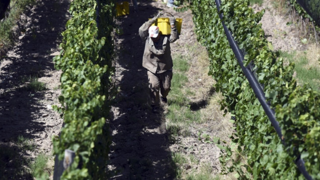 imagen Unos 400 productores vitícolas ya tramitan el crédito de cosecha y acarreo