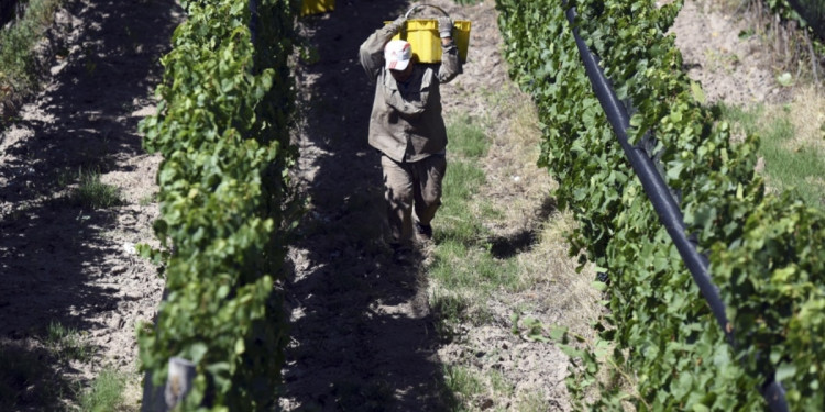 Unos 400 productores vitícolas ya tramitan el crédito de cosecha y acarreo