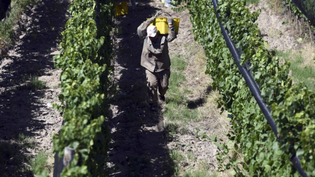 El Fondo Anticíclico para auxiliar a la vitivinicultura es ley