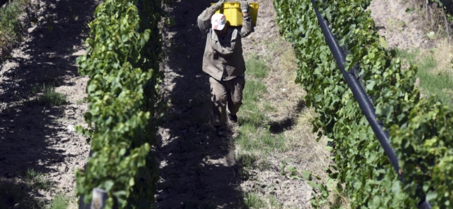 Vendimia 2022: el sector vitivinícola espera una menor cosecha, pero de excelente calidad