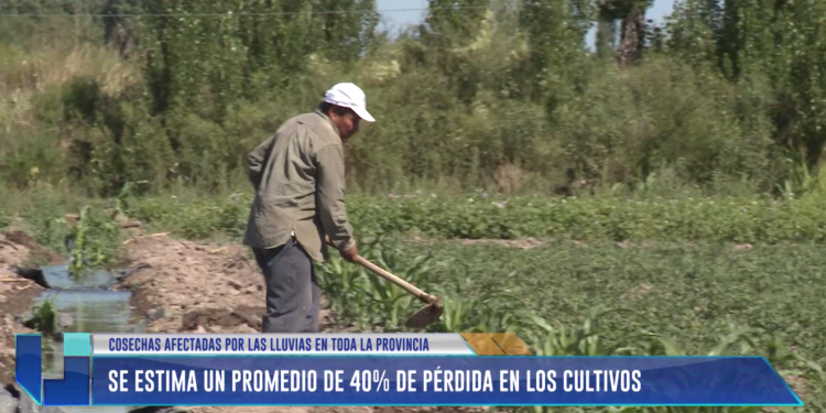 Se estima un promedio de 40% de pérdida en los cultivos