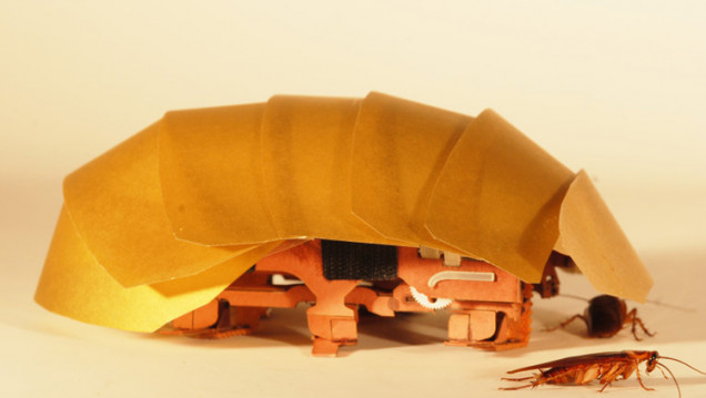 imagen Para salvar vidas, estudian por qué es tan difícil matar a una cucaracha