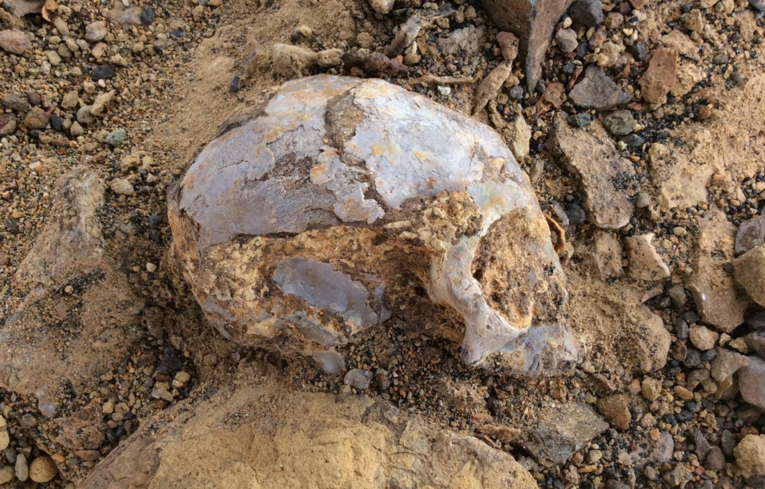 Descubren un cráneo africano de 13 millones de años 