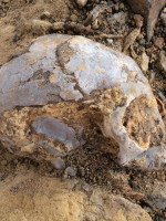 Descubren un cráneo africano de 13 millones de años 