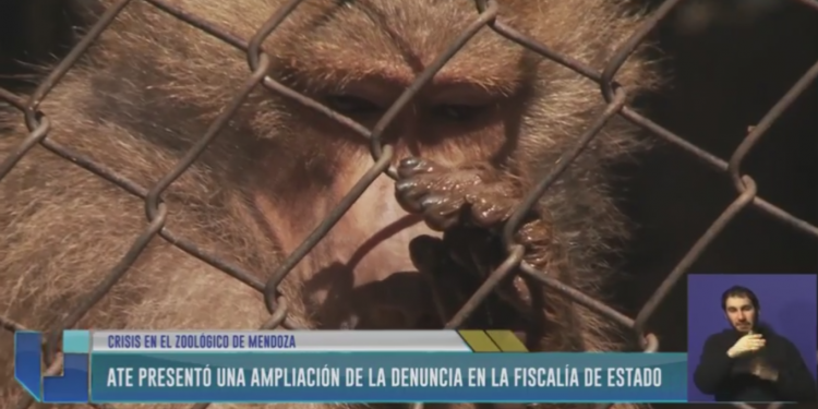 Sigue la crisis en el Zoo de Mendoza