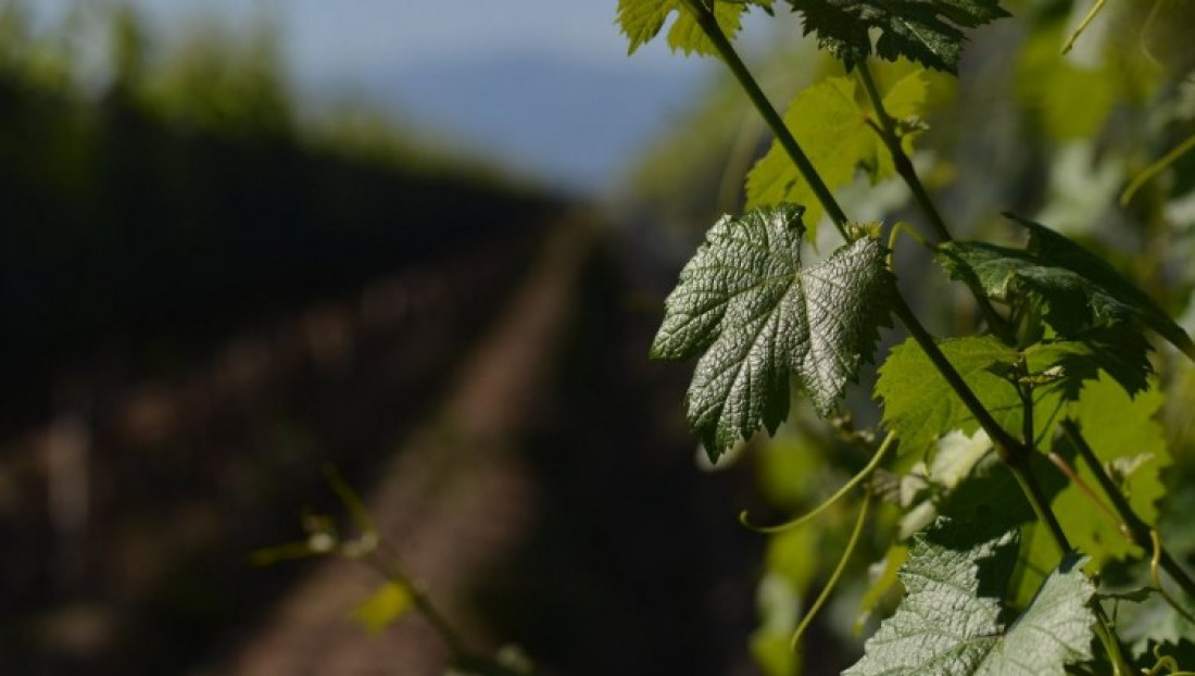 La IX Conferencia Anual de la Asociación Americana de Economistas del Vino será en la UNCUYO