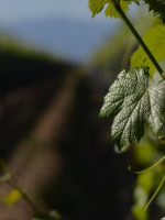 La IX Conferencia Anual de la Asociación Americana de Economistas del Vino será en la UNCUYO