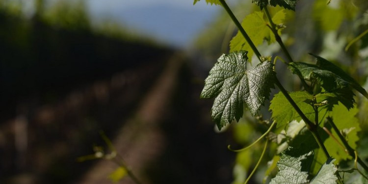 La IX Conferencia Anual de la Asociación Americana de Economistas del Vino será en la UNCUYO