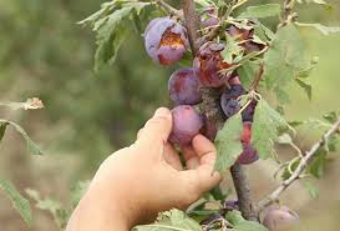 Productores de Alvear reciben el pago compensatorio del Fondo Solidario Agrícola