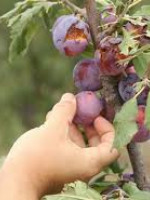 Productores de Alvear reciben el pago compensatorio del Fondo Solidario Agrícola