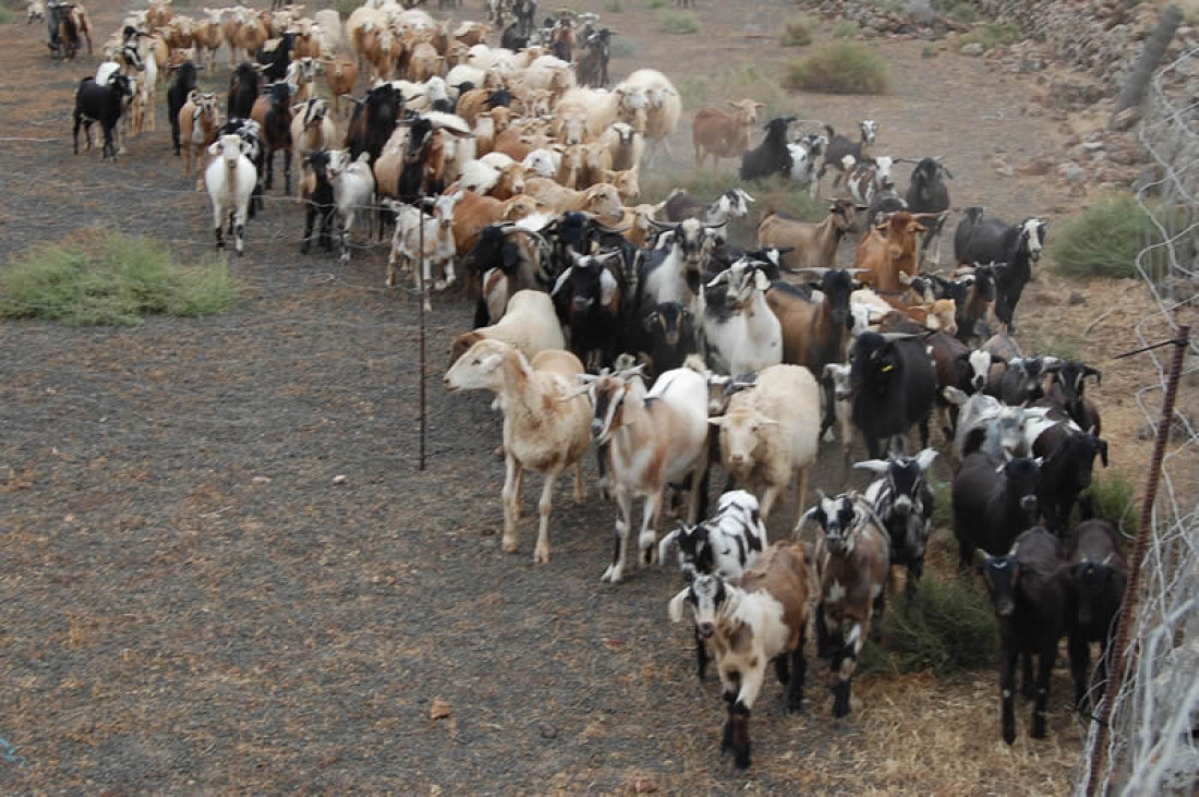 Ante la sequía, medidas de protección del ganado caprino