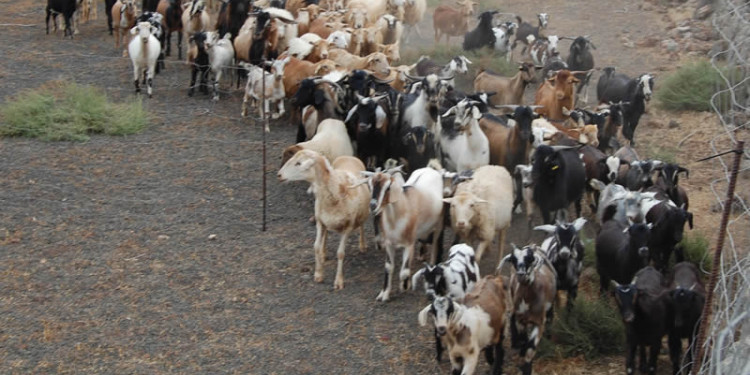 Ante la sequía, medidas de protección del ganado caprino