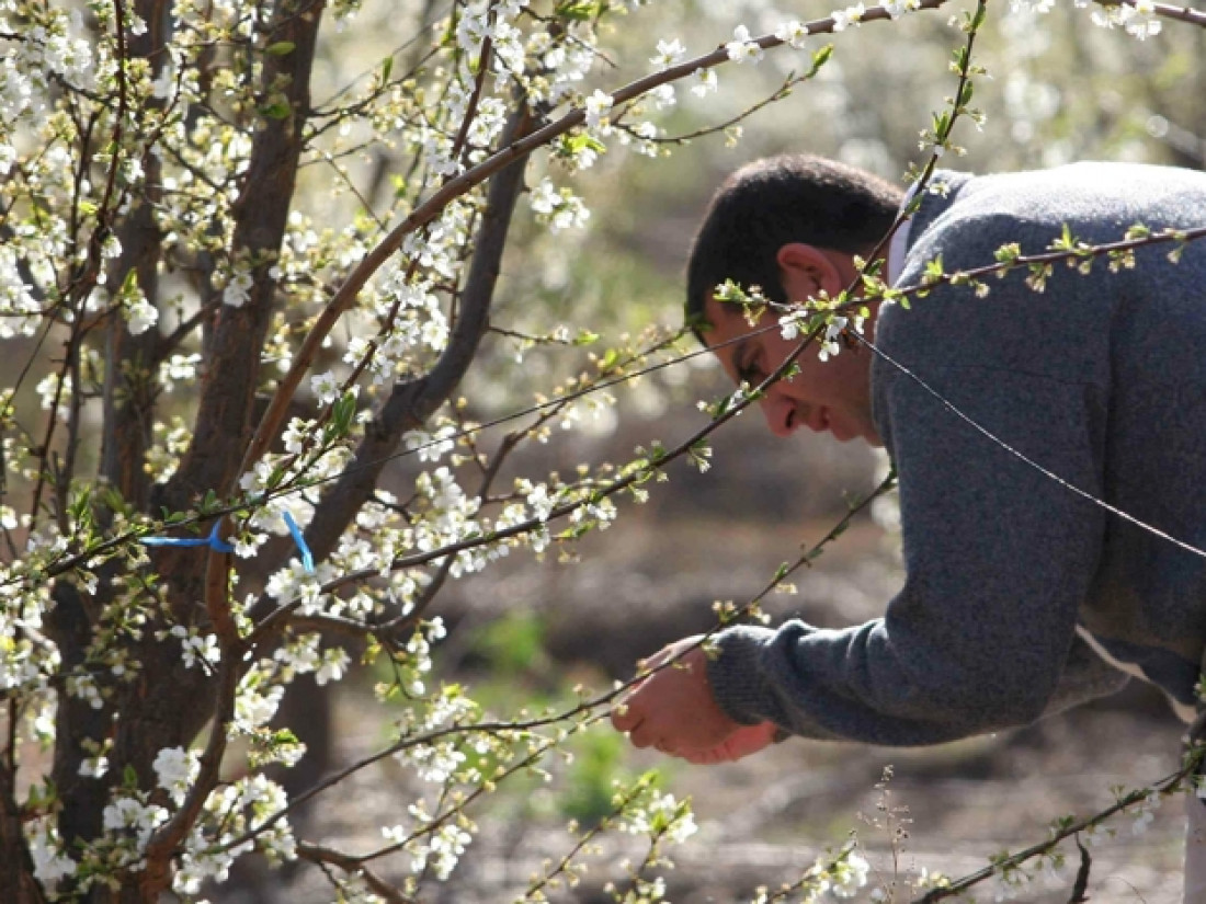 Luego de las heladas, la realidad productiva de Mendoza según la Federación Agraria