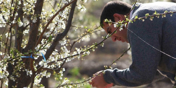 Luego de las heladas, la realidad productiva de Mendoza según la Federación Agraria