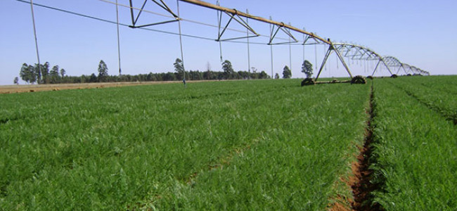 La horticultura y el recurso hídrico en Mendoza