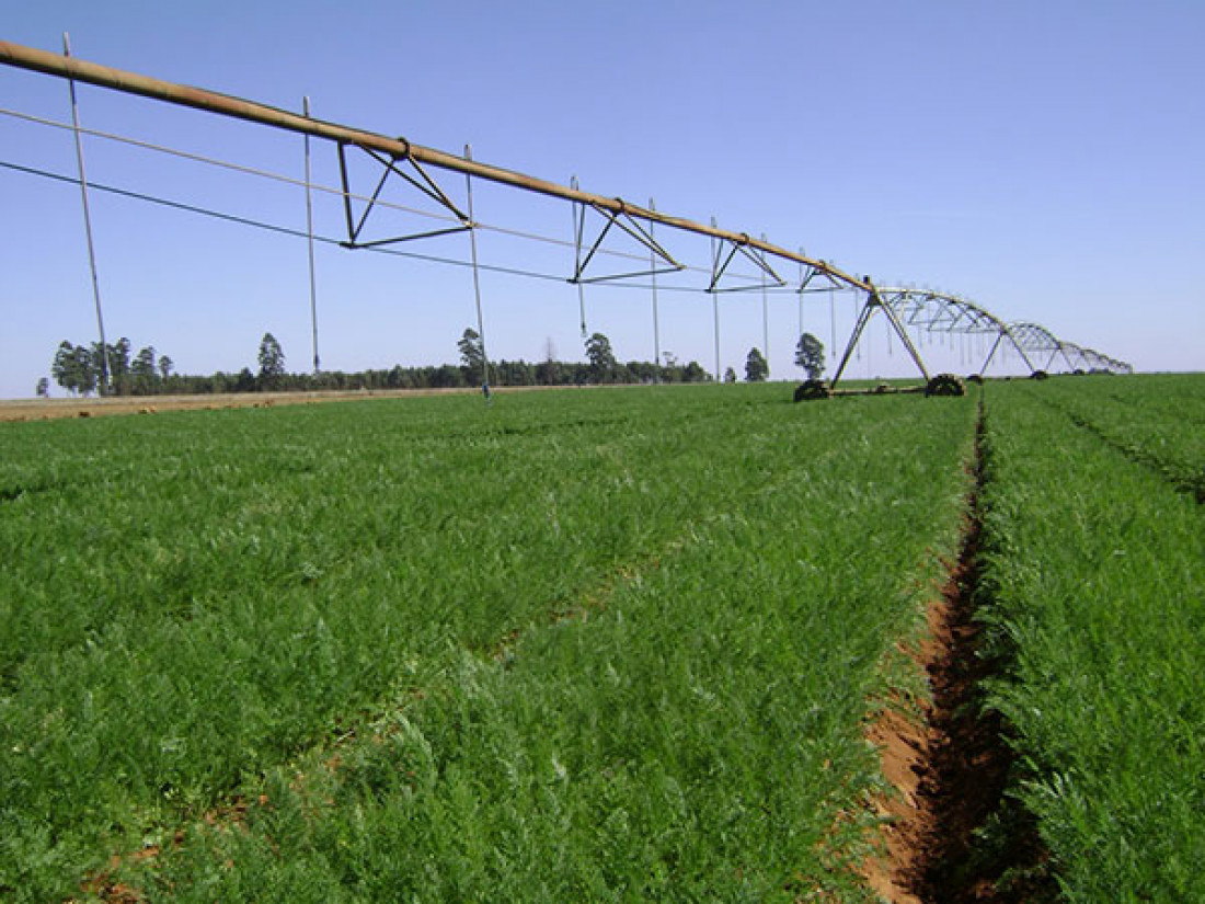 La horticultura y el recurso hídrico en Mendoza