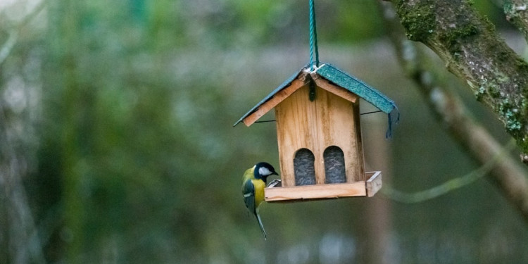 Premiarán a estudiantes por diseñar y construir cajas nido para aves entomófagas