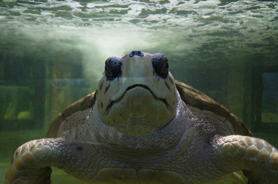 imagen El tortugo Jorge se quedará en el Acuario