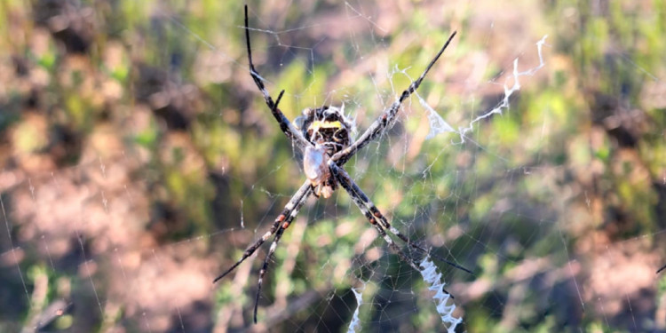 Arácnidos del piedemonte al asfalto: el avance urbano y sus efectos en la biodiversidad 