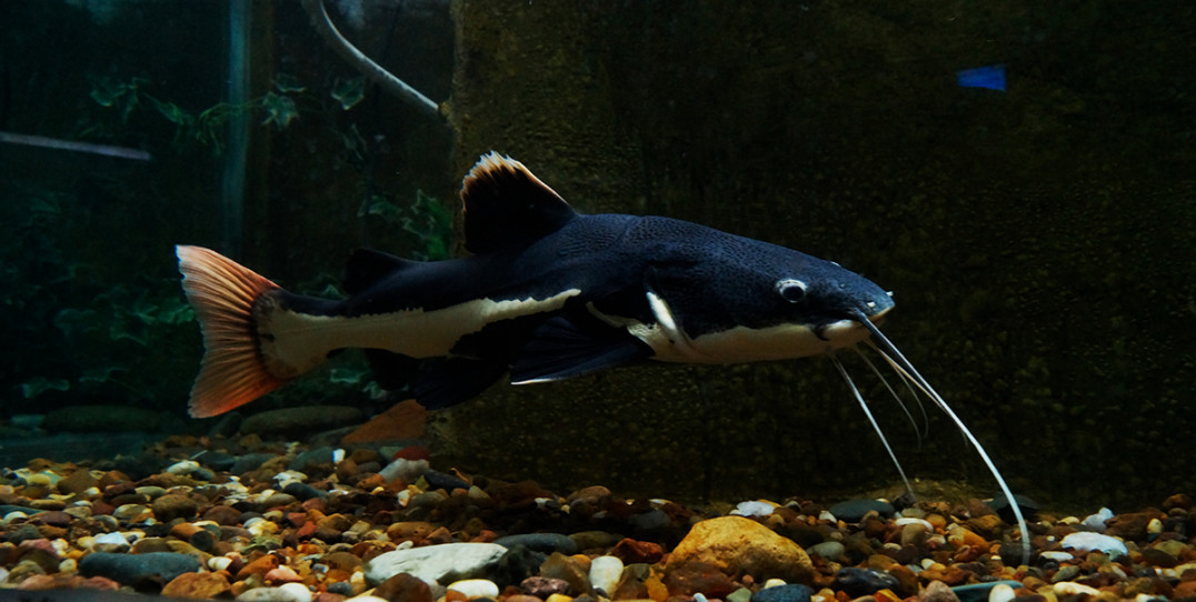 imagen El acuario de Mendoza es el más antiguo del país 