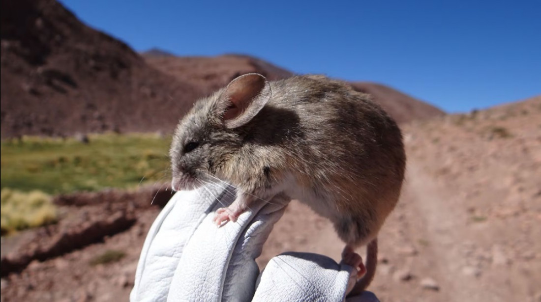 Un estudio analiza los cambios en la biodiversidad a lo largo de la cordillera de los Andes