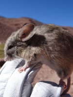 Un estudio analiza los cambios en la biodiversidad a lo largo de la cordillera de los Andes