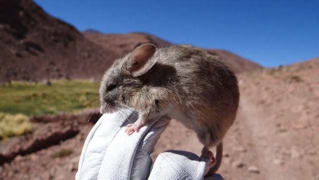 imagen Un estudio analiza los cambios en la biodiversidad a lo largo de la cordillera de los Andes