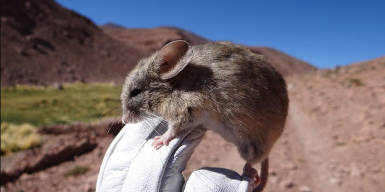 Un estudio analiza los cambios en la biodiversidad a lo largo de la cordillera de los Andes