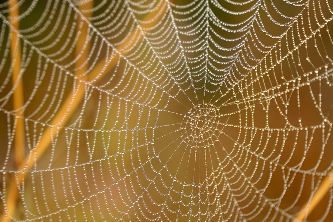 Desarrollan un dispositivo capaz de hilar un tipo de seda similar al que producen las arañas