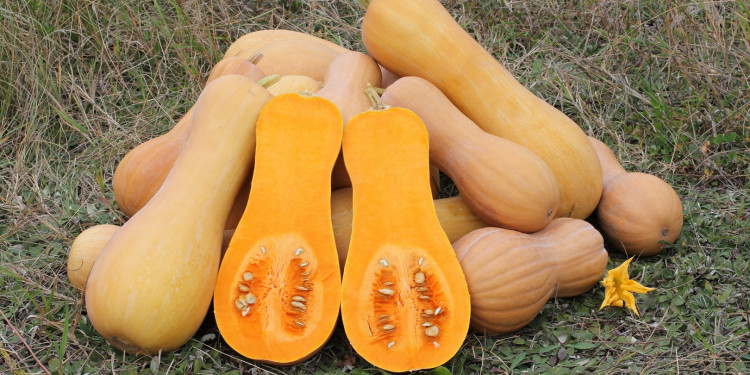 Impulsan un proyecto para desarrollar una sopa nutritiva y funcional hecha a base de zapallo