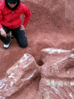 Hallaron en San Juan restos del primer dinosaurio gigante que habitó la Tierra
