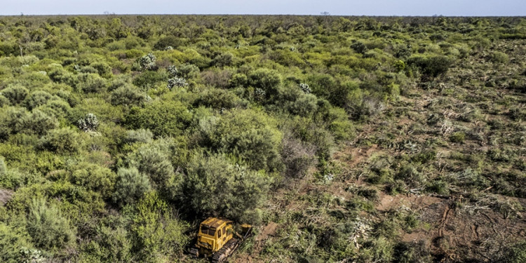 La deforestación en la Amazonia brasileña marcó el récord más importante de los últimos años 