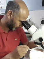 Ante la amenaza de un nuevo brote de dengue, ¿qué sabemos del Aedes aegypti?