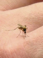 Dengue: la falta de inmunidad poblacional es la puerta para la aparición de casos