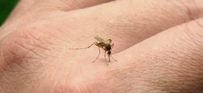 Dengue: la falta de inmunidad poblacional es la puerta para la aparición de casos