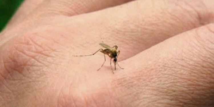 Dengue: la falta de inmunidad poblacional es la puerta para la aparición de casos