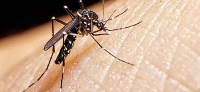 Sarampión y dengue, enfermedades que también tienen en vilo al país
