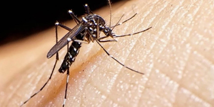 Sarampión y dengue, enfermedades que también tienen en vilo al país