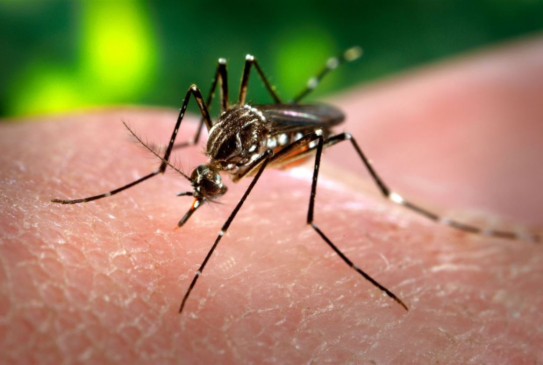 Dengue: aseguran que Mendoza tiene el equipamiento necesario
