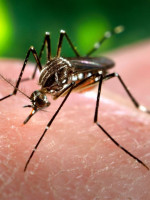 Dengue: dan de alta a los turistas hospitalizados 