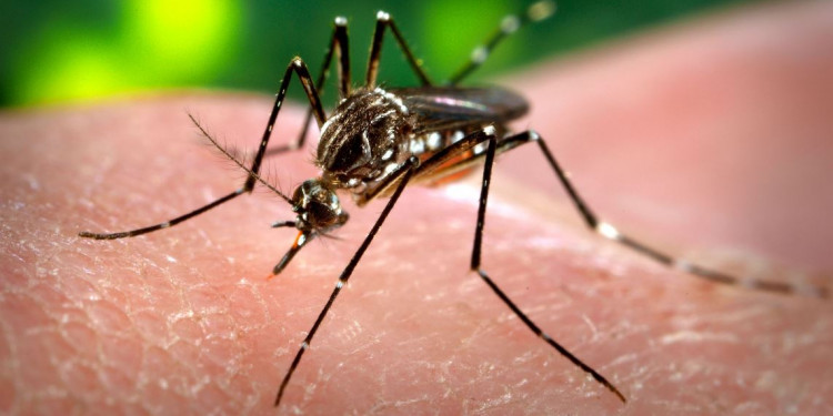 Dengue: dan de alta a los turistas hospitalizados 