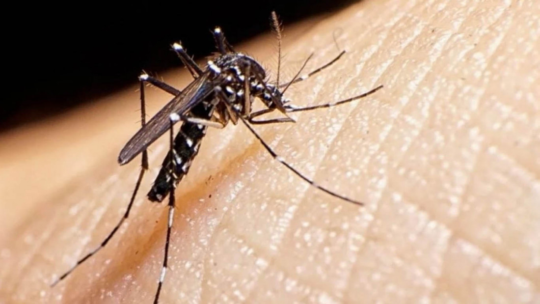 Dos muertos y 526 casos confirmados de dengue en Córdoba